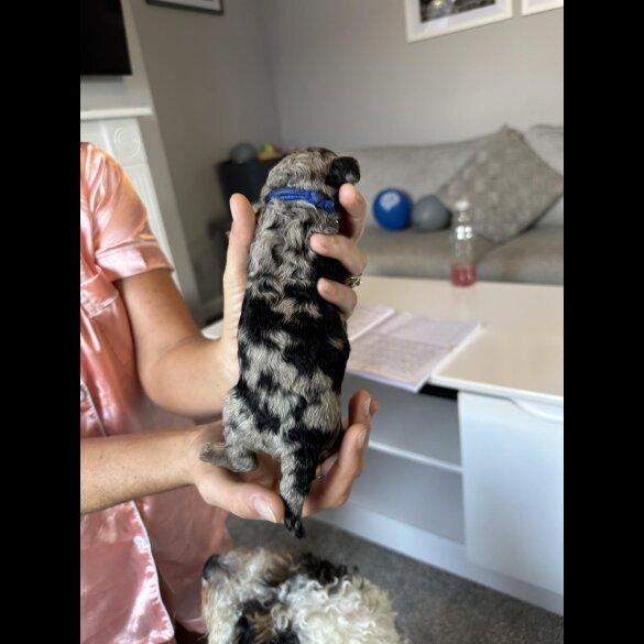 Cockapoo - Both