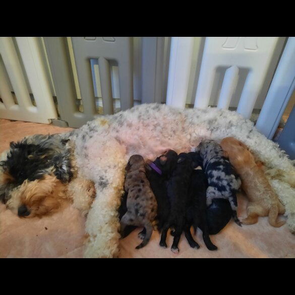 Cockapoo - Both