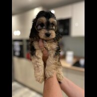 Cockapoo - Both