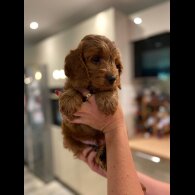 Cockapoo - Both