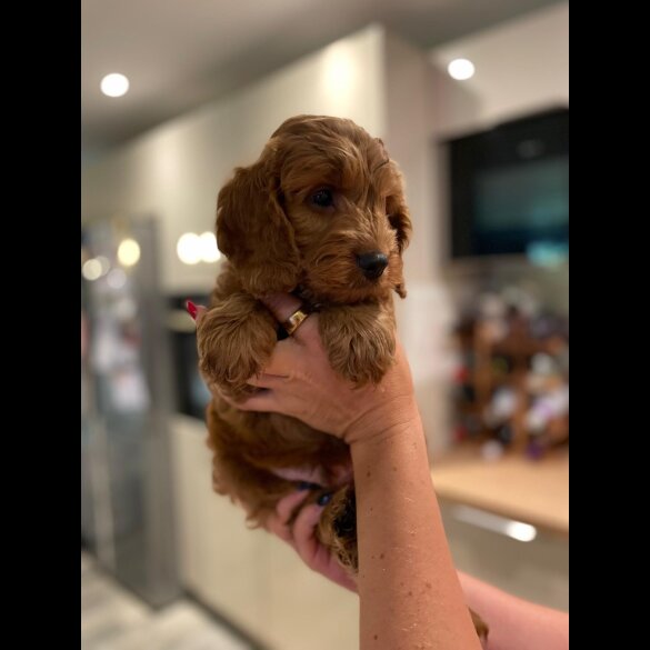 Cockapoo - Both