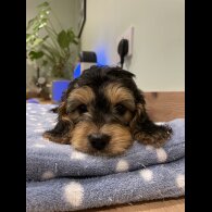 Cockapoo - Both