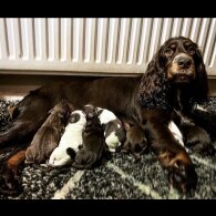 Cocker Spaniel (Working &amp; Show) - Both