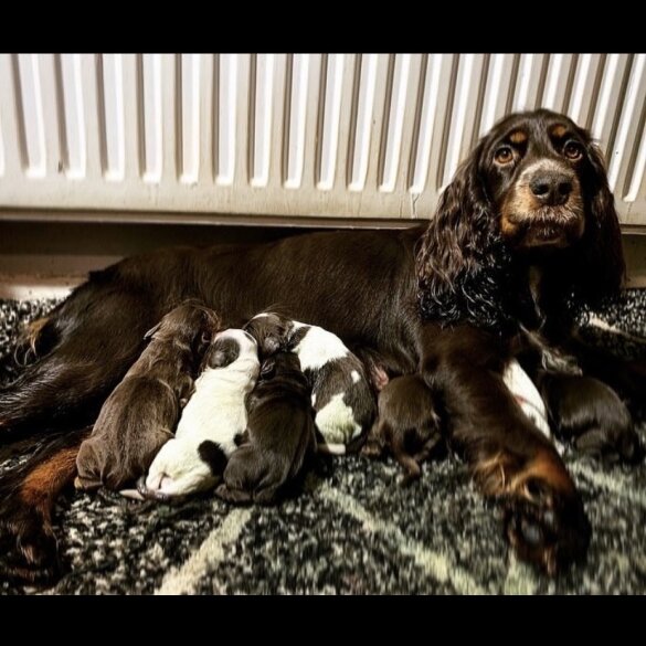 Cocker Spaniel (Working &amp; Show) - Both