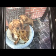 Cocker Spaniel (Working &amp; Show) - Bitches