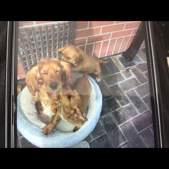 Cocker Spaniel (Working &amp; Show) - Bitches