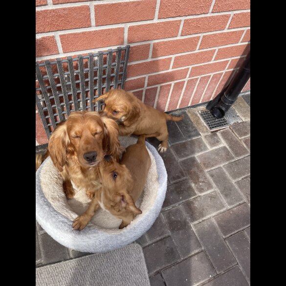 Cocker Spaniel (Working &amp; Show) - Bitches