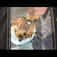 Cocker Spaniel (Working &amp; Show) - Bitches
