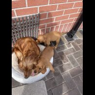 Cocker Spaniel (Working &amp; Show) - Bitches