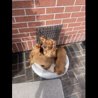 Cocker Spaniel (Working &amp; Show) - Bitches