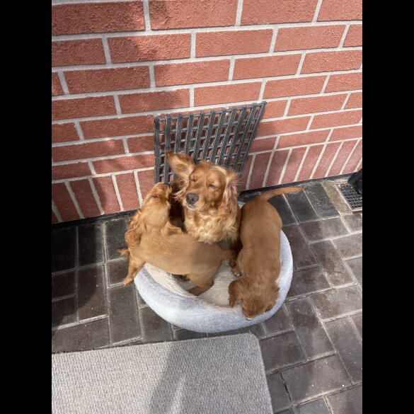Cocker Spaniel (Working &amp; Show) - Bitches