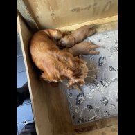 Cocker Spaniel (Working &amp; Show) - Bitches