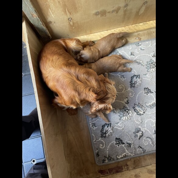 Cocker Spaniel (Working &amp; Show) - Bitches