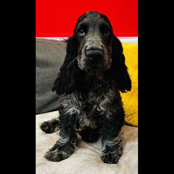 Cocker Spaniel (Working &amp; Show) - Dogs