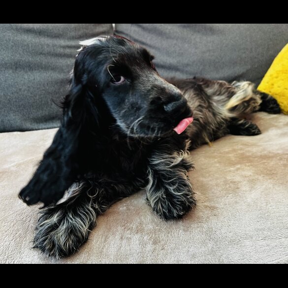 Cocker Spaniel (Working &amp; Show) - Dogs
