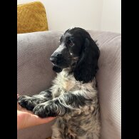 Cocker Spaniel (Working &amp; Show) - Dogs