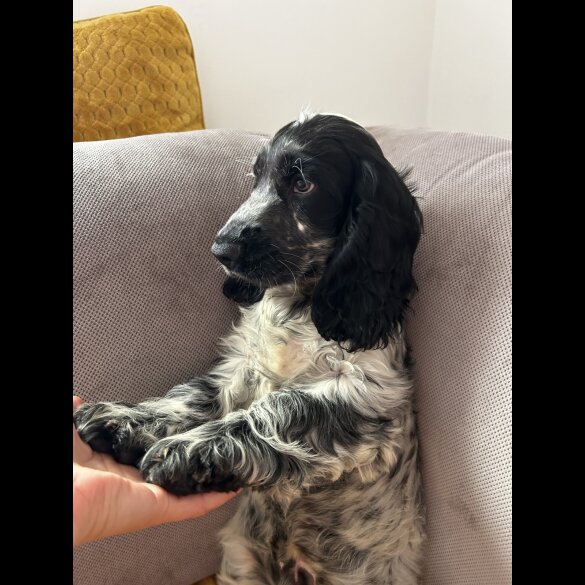 Cocker Spaniel (Working &amp; Show) - Dogs
