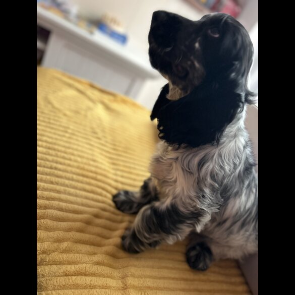 Cocker Spaniel (Working &amp; Show) - Dogs
