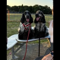 Cocker Spaniel (Working &amp; Show) - Dogs