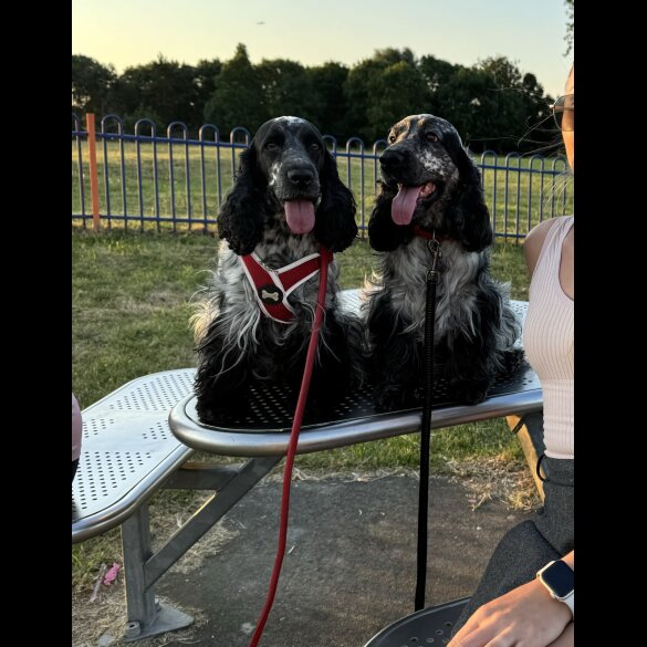 Cocker Spaniel (Working &amp; Show) - Dogs
