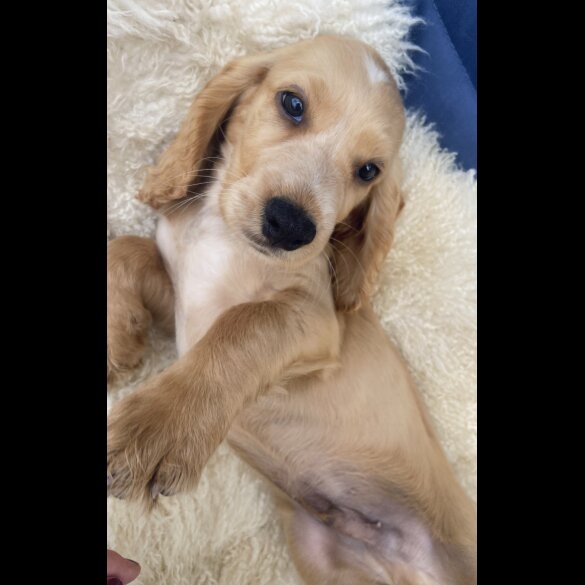 Cocker Spaniel (Working &amp; Show) - Both