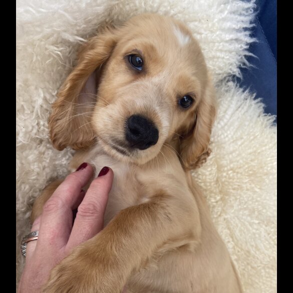 Cocker Spaniel (Working &amp; Show) - Both