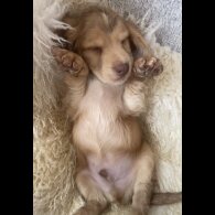 Cocker Spaniel (Working &amp; Show) - Both