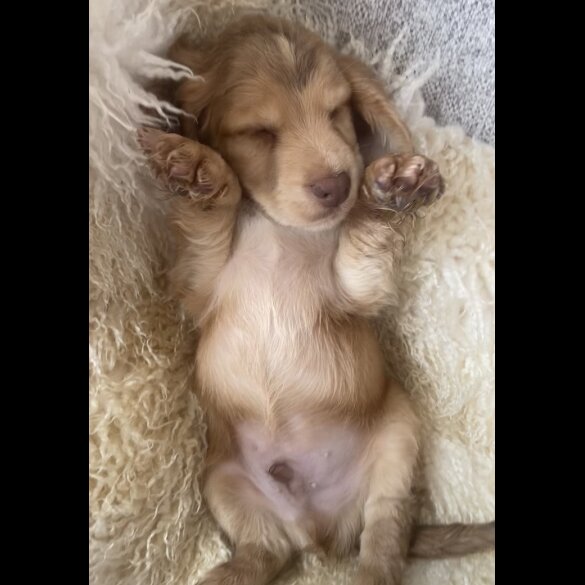 Cocker Spaniel (Working &amp; Show) - Both