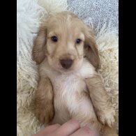 Cocker Spaniel (Working &amp; Show) - Both