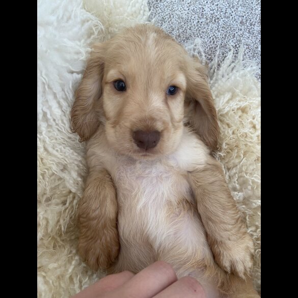 Cocker Spaniel (Working &amp; Show) - Both