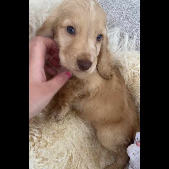 Cocker Spaniel (Working &amp; Show) - Both