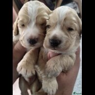 Cocker Spaniel (Working &amp; Show) - Both
