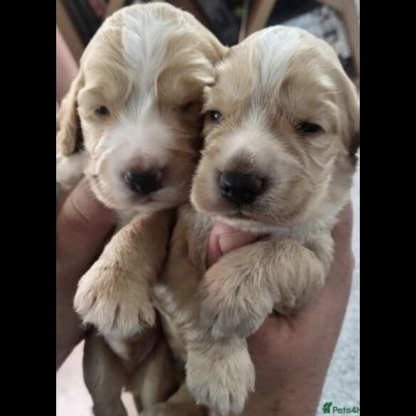 Cocker Spaniel (Working &amp; Show) - Both