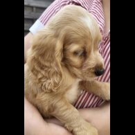 Cocker Spaniel (Working &amp; Show) - Both
