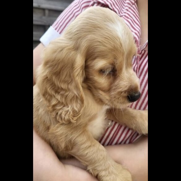 Cocker Spaniel (Working &amp; Show) - Both