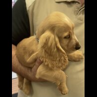 Cocker Spaniel (Working &amp; Show) - Both