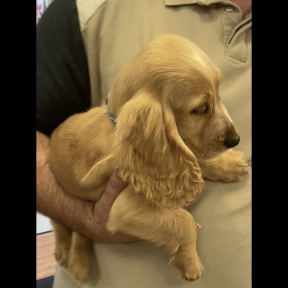 Cocker Spaniel (Working &amp; Show) - Both