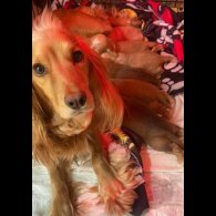 Cocker Spaniel (Working &amp; Show) - Both