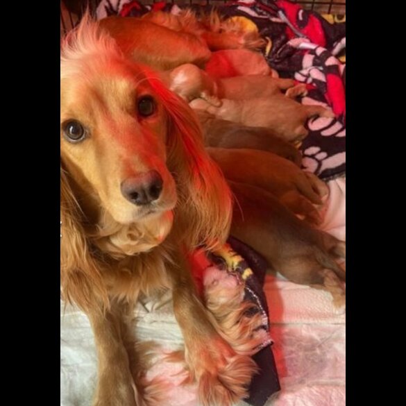 Cocker Spaniel (Working &amp; Show) - Both