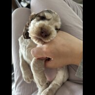 Cocker Spaniel (Working &amp; Show) - Both