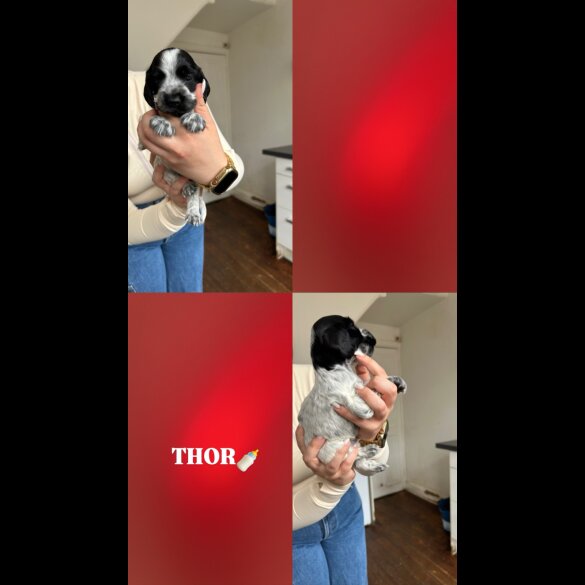 Cocker Spaniel (Working &amp; Show) - Both