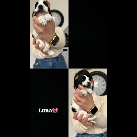 Cocker Spaniel (Working &amp; Show) - Both
