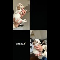 Cocker Spaniel (Working &amp; Show) - Both