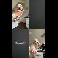 Cocker Spaniel (Working &amp; Show) - Both