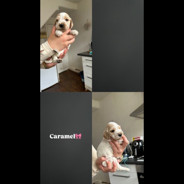 Cocker Spaniel (Working &amp; Show) - Both