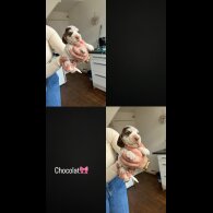 Cocker Spaniel (Working &amp; Show) - Both