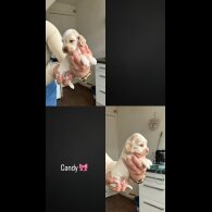 Cocker Spaniel (Working &amp; Show) - Both