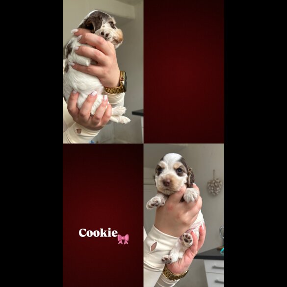 Cocker Spaniel (Working &amp; Show) - Both