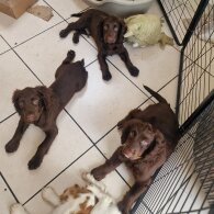 Cocker Spaniel (Working &amp; Show) - Both