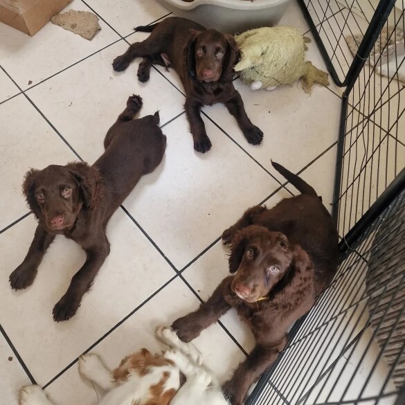 Cocker Spaniel (Working &amp; Show) - Both